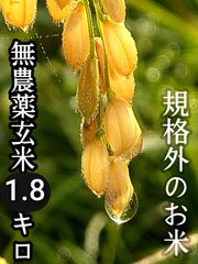 【農家のまかない米】 無農薬 農薬·化学肥料不使用 玄米 訳あり 規格外