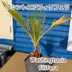 【大好評】【鉢ごと発送】ワシントンヤシ　ワシントニアフィリフェラ　Washingtonia filifera　2025-3-30-wf1