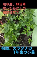 ご注文承り中、岐阜産、無消毒  放ったらかしの 自然任せて  カラタチの苗木  種から1年生　　小苗 1セット　　20本のサムネイル