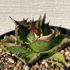 ビカクシダ P. Willinckii Tuckii #1 Dwarf 子株 - メルカリ