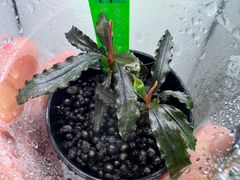 イベント水草　ブセファランドラSP.ビブリス （水上葉）1株