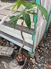 パキラ 現物販売 A5 観葉植物 インテリア