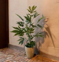 光触媒　フェイクグリーン　マリファナ　人工観葉植物　大麻草　CBD# 8548admj