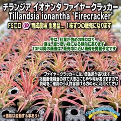 (中)Tillandsia生産農場参考画像販売＊(約)φ4×4cm前後1株＊真冬の紅葉が綺麗＊秋は紅葉開始でうっすら赤株＊チランジアイオナンタファイヤークラッカーTillandsia ionantha Firecracker＊エアプランツ＠フラワーショップ江口