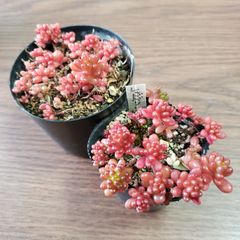 vgorKRiqWjmMJCEwskM8a.jpg@jpg