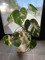 モンステラ（斑入り）中株