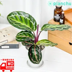 2024年最新】Calatheaの人気アイテム - メルカリ