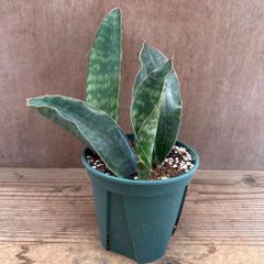 サンセベリア マラウィ ⑤ Sansevieria　malawl サンスベリア マラウィ 現品 観葉植物 観葉 植物 珍奇植物 珍奇 珍しい レア 希少 多肉植物 多肉 インテリア プレゼント おしゃれ かわいい 空気清浄 風水 マイナスイオン