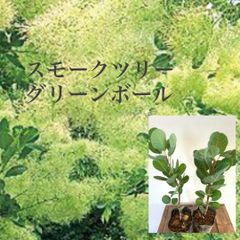 スモークツリー　グリーンボール　苗・苗木　★40㌢程　　★育て方用紙付き！★1本
