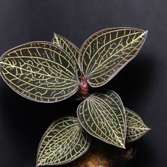 ブレクナム オブツサタムBlechnum obtusatum ② Blechnum obtusatum var. obtusatum（オブオブ）の育て方