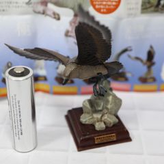 オオトウゾクカモメ　ネイチャーテクニカラー　南極