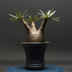 "Pachypodium Gracilius" パキポディウム グラキリス 管理2230