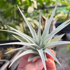 白さ際立つトリコーム＊ チランジア メリディオナリス Tillandsia meridionalis＊エアプランツ＠フラワーショップ江口
