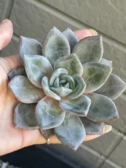 お取り置き中　只今タイムセール中！　どっしり　ピンクシャンパン　ピンクシャンペン 2025年最新】多肉植物 ピンクシャンペーンの人気アイテム - メルカリ