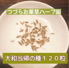 大和当帰の苗 2株 - メルカリ