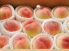 ☆7名様先着お値引き品☆【等級秀品です☆】山梨産もも８〜１０玉箱☆白鳳☆黄金☆
