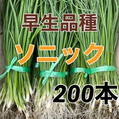 ソニック200本‼️早生玉ねぎ苗‼️9月ごろまで保存可能な品種‼️