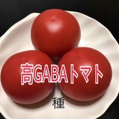 高GABAトマト　種