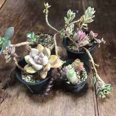 多肉植物寄せ植え