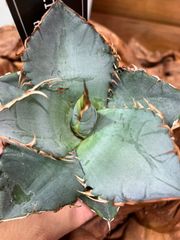 アガベ・チタノタ　人気　ワイルド　スタイリッシュ　観葉植物
