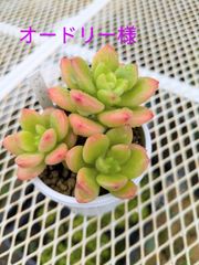 オードリー様　確認用