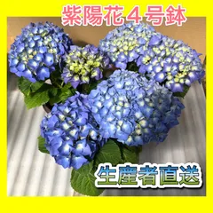 ☆紫陽花☆ 油絵 静物画「あじさい」F4号 浅野博 Hiroshi.A 額装付