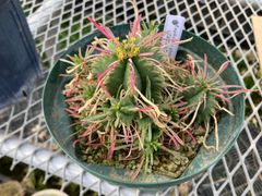 メルカリ便発送☆多肉植物 ユーフォルビア バリダ(実生苗です) ユーフォルビア バリダ 実生苗1株 - メルカリ