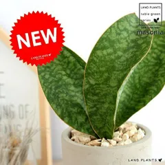 [希少]サンスベリア マッソニアーナ　美株　陶器鉢＋富士砂　ピザールプランツ 2025年最新】サンセベリア マッソニアーナの人気アイテム - メルカリ