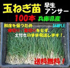 玉ねぎ苗(早生 アンサー)　100本以上　玉葱 タマネギ