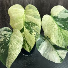 10214 モンステラ　デリシオーサ　ミントMonstera deliciosa Mint variegata