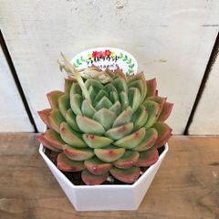 多肉植物エケベリア　ジェイドラウンド3.5号