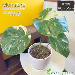 2025年最新】Monstera deliciosaの人気アイテム - メルカリ
