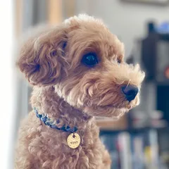 リードとおそろい★peach.rouge迷子札付きパラコードチョーカー