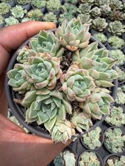 ま*す様 D780 花火 105苗 土付き 多肉植物 エケベリア 韓国苗 新発売 QS69 花火 105苗セット 土と根付き 多肉植物 エケベリア