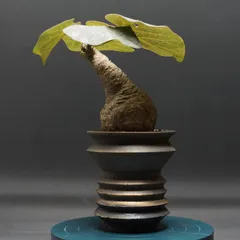 コレクション株 アデニア ステイローサ 翆肌※鉢ごと発送 2025年最新】ステイローサの人気アイテム - メルカリ