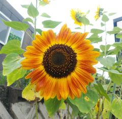 ひまわり　MIX　種50粒　花の種
