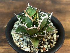 Agave Titanota RedCat Weezle/アガベ チタノタ レッドキャットウィーズル 赤猫/ゴリ猫 発根済み 送料込み ②