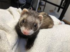 Kaleidos 万華鏡スモークレースシリーズ 収納ボックス - メルカリ