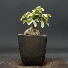 【内祝い】 2025年最新】アデニア・グラウカの人気アイテム メルカリ - 塊根植物・コーデックス