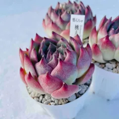 2025年最新】水蜜桃 多肉植物の人気アイテム - メルカリ