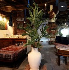 光触媒　観葉植物　マリファ◯ 草　◯麻CBD 高さ120センチ　カンナビノイド 光触媒 観葉植物 マリファ◯ 草 ◯麻CBD 高さ120センチ カンナビノイド