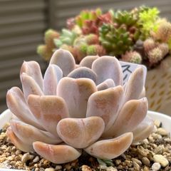 多肉植物 ☘️ スノーバニー 抜き苗