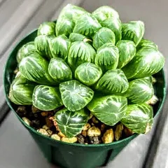 ハオルチア　多肉植物　おうち時間
