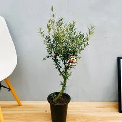 2025年最新】SOUJU オリーブセント・キャサリンの人気アイテム