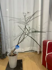 お引き取り限定☆ブラキキトン3鉢☆ ボトルツリー