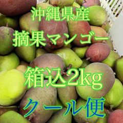 摘果マンゴー　グリーンマンゴー　青マンゴー　箱込2kg