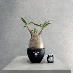 2025年最新】パキポディウムグラキリスの人気アイテム - メルカリ