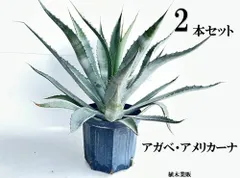 2026年最新】アガベ アメリカーナ 黄の人気アイテム - メルカリ