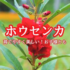 【お花の種】ホウセンカ☆八重椿咲き 混色種子 約50粒！