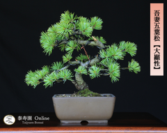 吾妻五葉松【大巓性】ダイテンショウ 小品盆栽 【泰寿園 Online】現品 一点物 接ぎ木 松 盆栽 五葉松 松柏 初心者 室内 鑑賞 趣味 卓上盆栽 盆栽鉢 グリーン 和 ギフト プレゼント ミニ盆栽 誕生日 母の日 父の日 敬老の日 記念日 お祝い 1